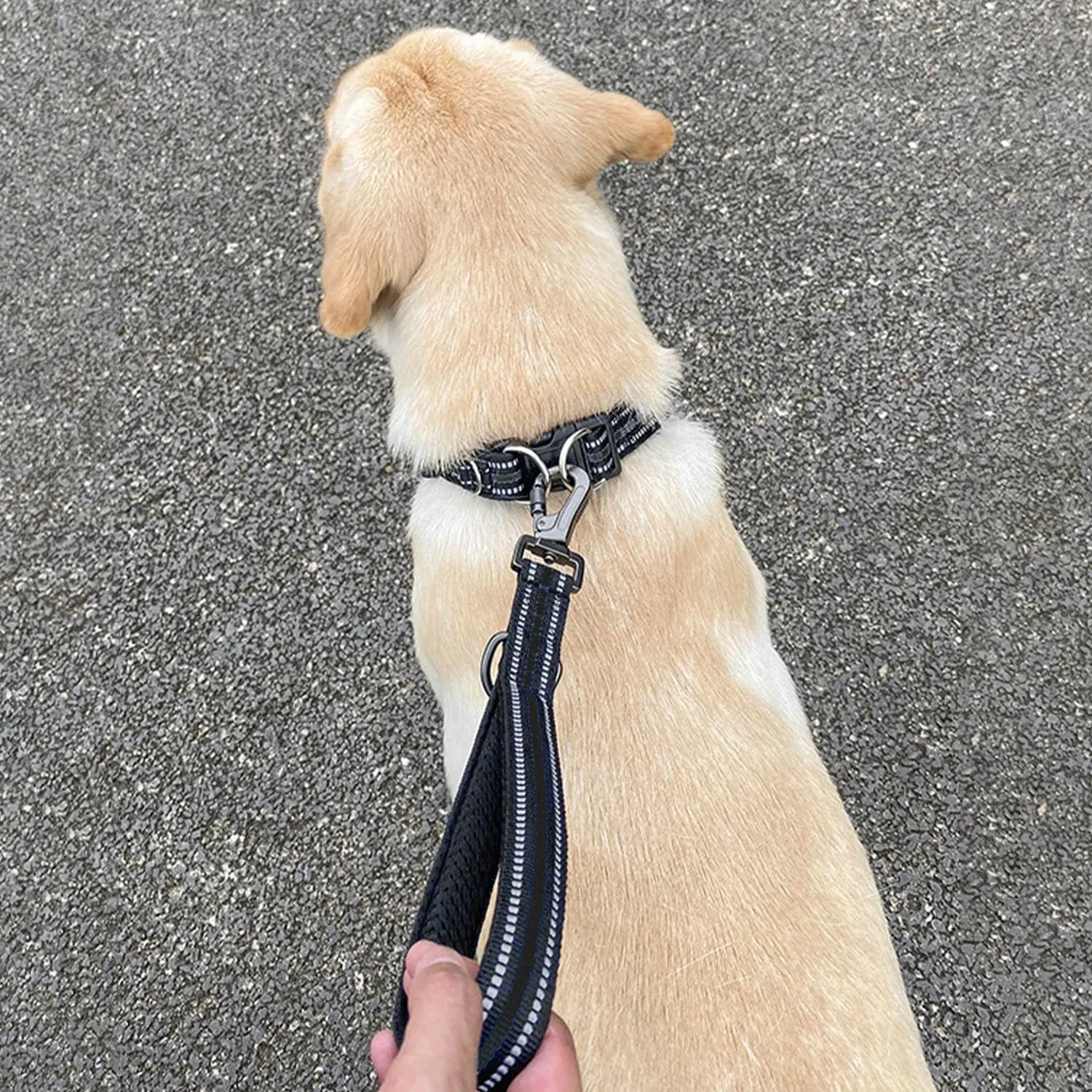 1PCS Leash for Medium Dogs, No Chew Glow-in-The-Dark, Heavy Duty, Dog Leash for Small Dogs with Light (Black, Short)