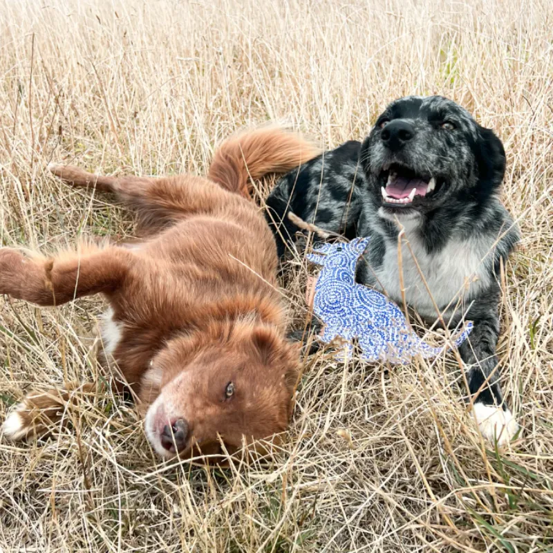 Outback Tails Desert Dog Toy Stinky (Ngama)