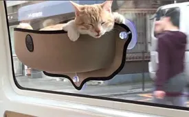 TAN Beige CAT Perch CAR Truck Van Window SEAT Bed Travel Hammock Suction Cup